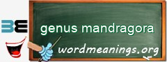 WordMeaning blackboard for genus mandragora